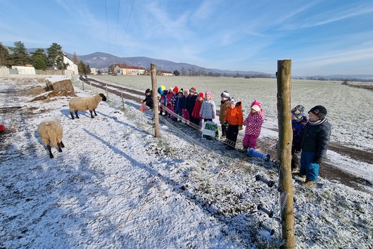 Ježečci z MŠ Soběchleby chodí krmit ovečky 1