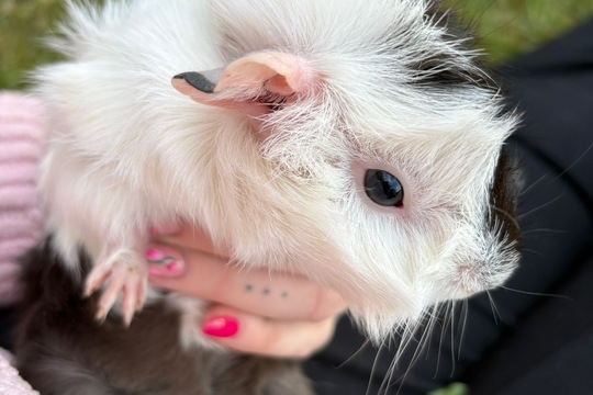 Zvířátka i o prázdninách Zvířátka i o prázdninách 1