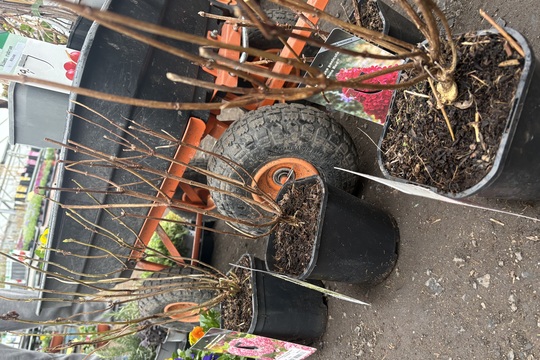 Podpora lokálního zahradnictví Podpora lokálního zahradnictví 1