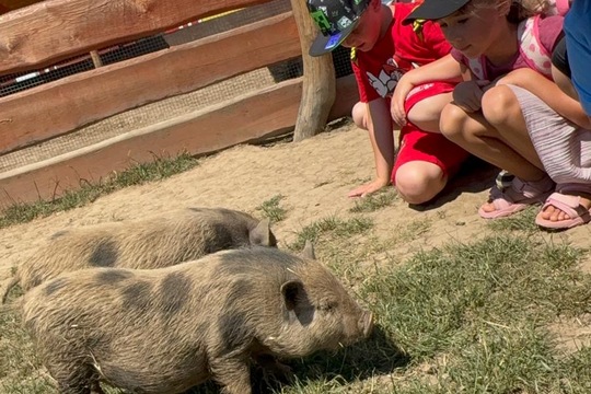 Za zvířátky a sluníčkem Za zvířátky a sluníčkem 1