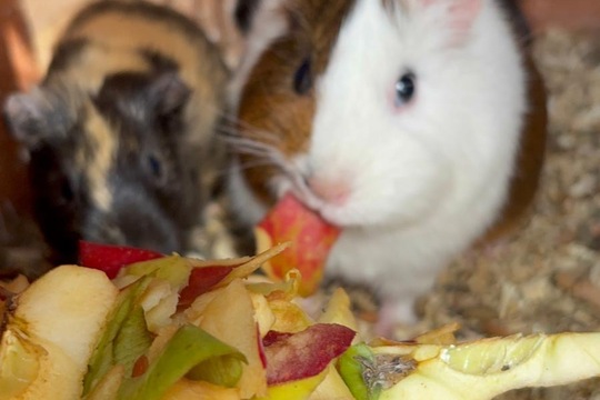 Co se v mládí naučíš …. 1