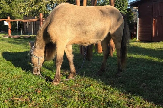 Farmářské dopoledne a posvícení na svatého Matouše v Dobroměřicích  1