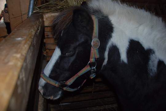 Školička Kamarád vyrazila na farmu U Pipků 1