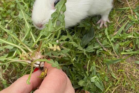 Venčíme morčátka  1