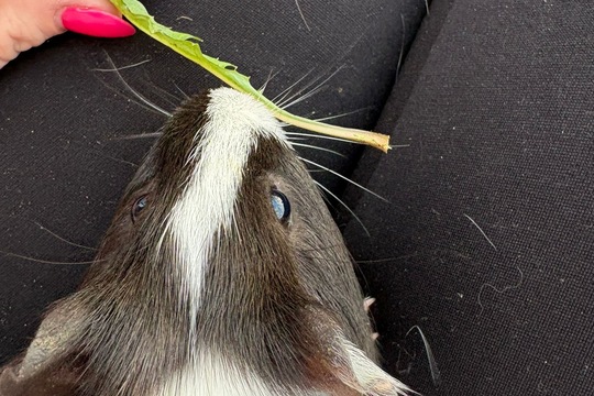 Zvířátka i o prázdninách Zvířátka i o prázdninách 1