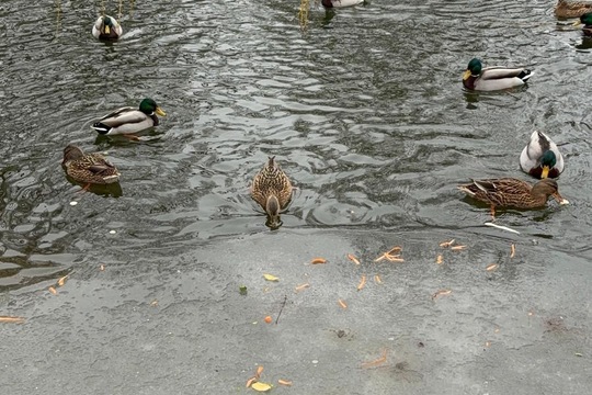 Ptáci v zimě Ptáci v zimě 1