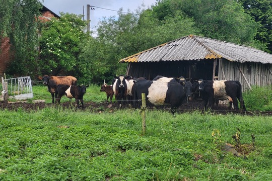 Výlet na Ekofarmu - Kytičky 1