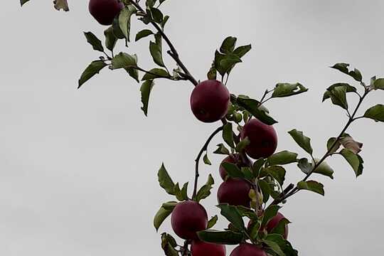 Jabloňové sady ve Starém Lískovci 1