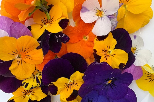 Ke svačině jaro  1