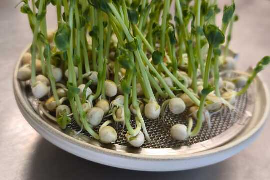 Ovoce a zelenina-světová je medicína:-) 1