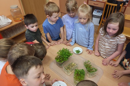 Microgreens - Kytičky 1