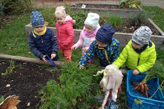 Sušenky z jablíček a mrkve ze školní zahrady 1