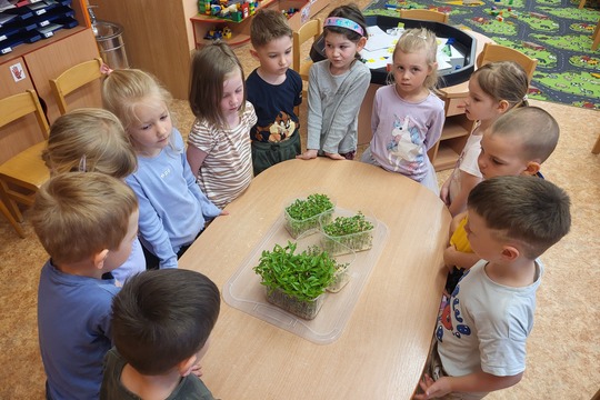 Microgreens - Kytičky 1