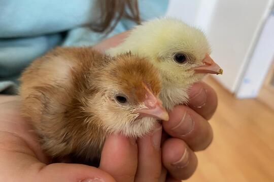 Jarní zázrak: líhnutí kuřátek v naší školce 1