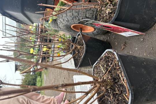 Podpora lokálního zahradnictví Podpora lokálního zahradnictví 1