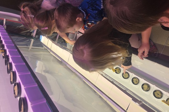 Berušky z MŠ Kollárova sází bylinky do hydroponické zahrádky Berušky z MŠ Kollárova sází bylinky do hydroponické zahrádky 1