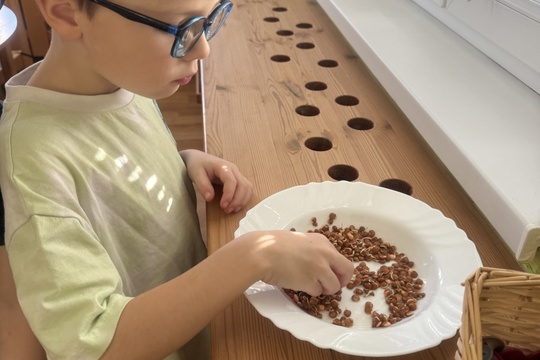 Klíčení semínek 1