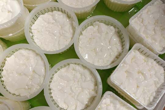 MŠ vyrábí sýry 1