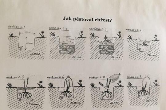 Chřest 1