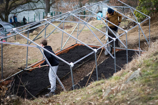 Foliovník stojí a plodí Foliovník stojí a plodí 1