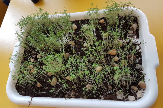 Microgreens trochu jinak 1