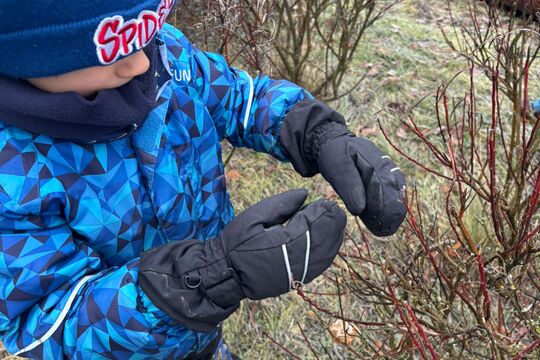 Výroba lojových koulí pro ptáčky 1