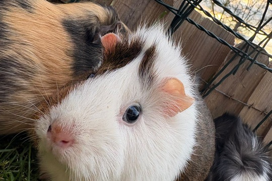 Zvířátka i o prázdninách Zvířátka i o prázdninách 1