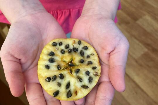 Krmení pro ptáčky z jablíček 1