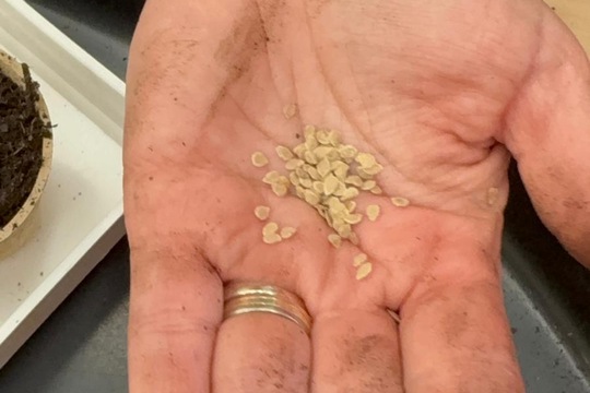 Bylinky a rajčátka od kamarádů Bylinky a rajčátka od kamarádů 1