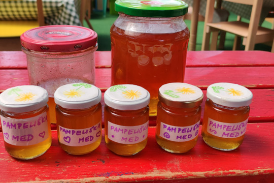 Pampeliškový med v lesní školce 1