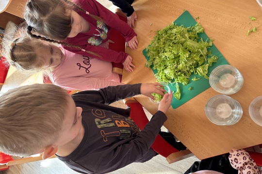 Motýlci z MŠ Kollárova - Sklizeň salátu 1