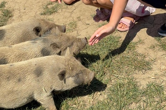 Za zvířátky a sluníčkem Za zvířátky a sluníčkem 1