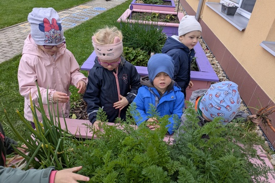 Úspěšná sklizeň a mrkvové hodování u Motýlků 1