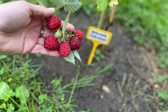 Slavnostní otevření naší "Jedlé školní zahrady" 1