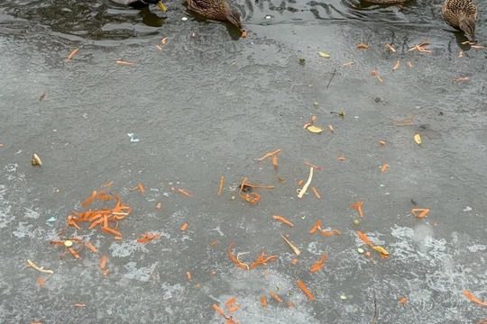 Ptáci v zimě Ptáci v zimě 1