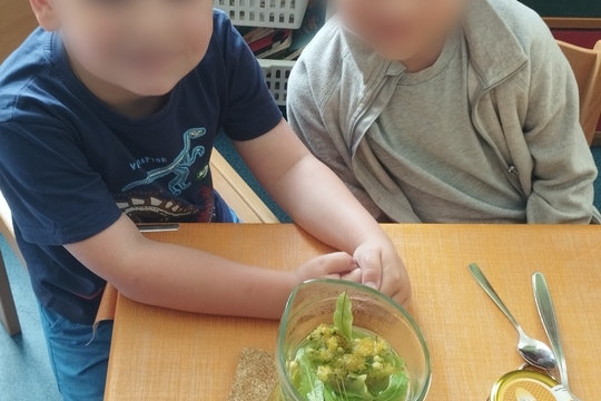 Naše ohromná lípa rozvoněla celou zahradu  1
