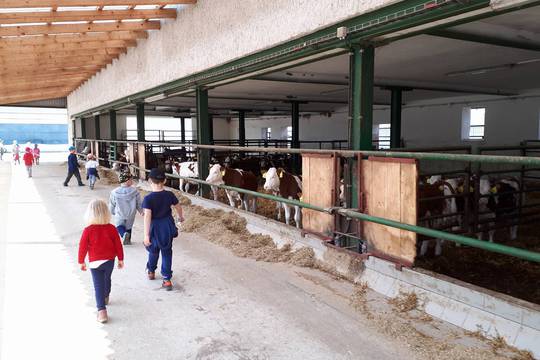 Návštěva dojírny, telátek a jalovic 1