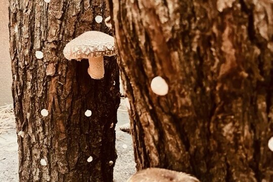 A jak se daří naším shiitake? 1