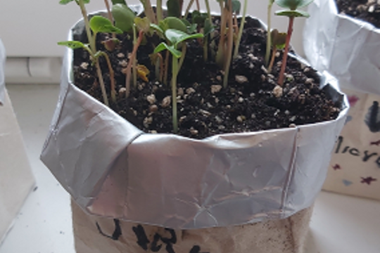 Microgreens 1