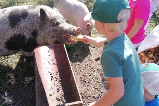 Za prasátky na farmě  1