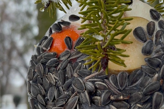 Ledová lednová krmítka  1