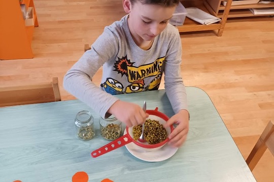 Klíčení munga 1