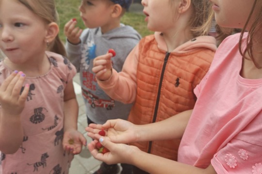 První maliny a jahody na školní zahradě! 1