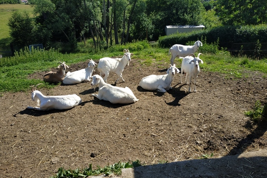 Exkurze na kozí farmě 1