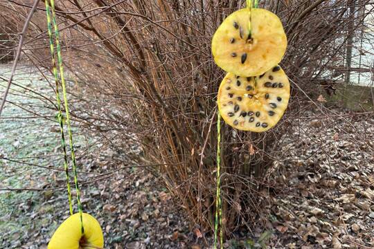 Krmení pro ptáčky z jablíček 1
