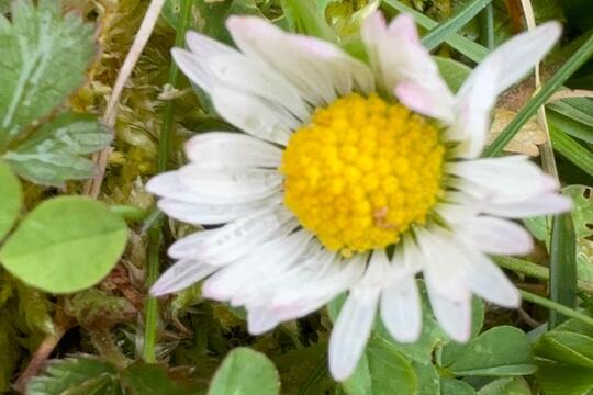 Ke svačině jaro  1