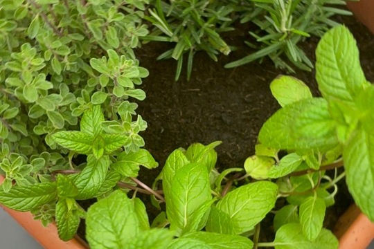 Bylinky a rajčátka od kamarádů Bylinky a rajčátka od kamarádů 1