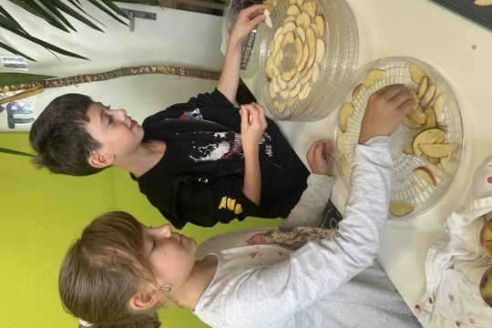 Sušení jablek 1