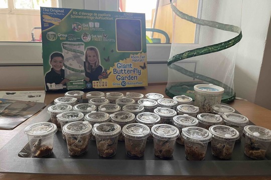 Líhnutí motýlů 1