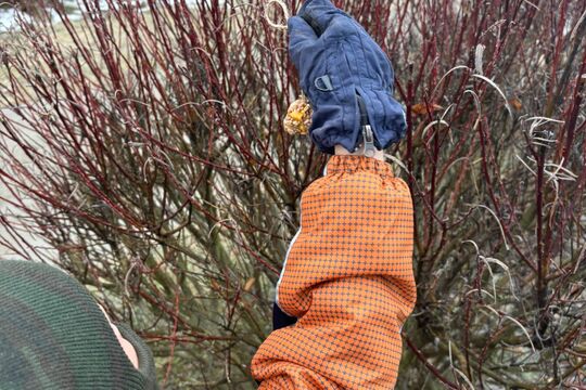 Výroba lojových koulí pro ptáčky 1